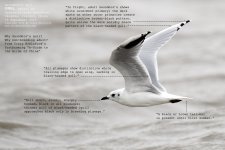 gull, saunders009a.jpg