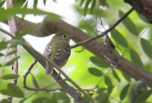 Green-backed Flycatcher4.jpg