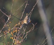 Long-tailed Rosefinch.jpg