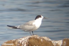 common_tern.JPG