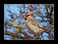 waxwing1.jpg