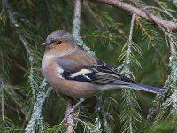 Chaffinch_MG_8915.jpg