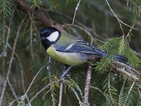 Great Tit_MG_9010.jpg