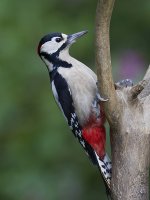Great Spotted Woodpecker_MG_9171.jpg