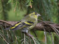 Siskin_MG_9499.jpg