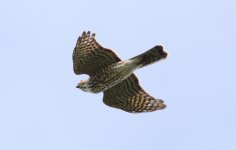 Japanese Sparrowhawk.jpg