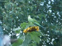 Ring Necked Parakeet.jpg