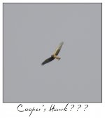 CoopersHawk?.jpg