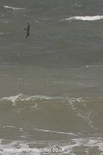 10 Long-tailed Skua Stercorarius longicaudus Norfolk UK October 2009 rot 2cp pt crs surf 130dpi.jpg
