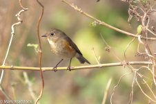 6477_Red-flanked Bluetail.jpg