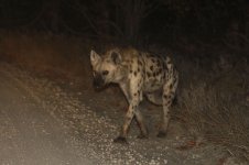 Spotted Hyena za 1.jpg