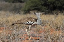 Kori Bustard za 1.jpg