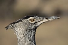 Kori Bustard za 3.jpg