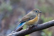 7120_Red-flanked Bluetail.jpg