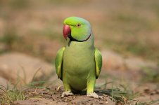 Ring-necked Parakeet in 1.jpg