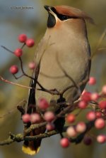 DCJ-Waxwing-8126.jpg