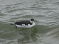 Guillimot IMG_1237.jpg