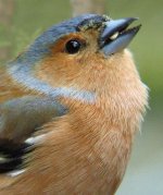 chaffinch1.jpg