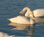 WhooperSwan@Caerlaverock_290106.5.jpg