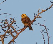 Yellowhammer@Caerlaverock_290106.jpg