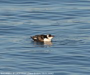 Razorbill@LochRyan_290106.jpg