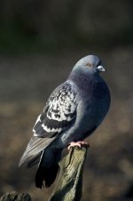 Pigeon3.jpg