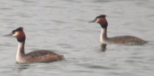 great crested grebes salterstown apr 06.jpg