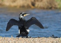 Cormorant5.jpg