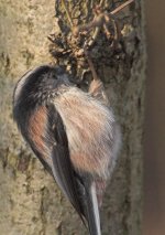 Long-tailedTit3.jpg