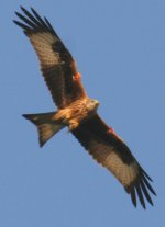 red kite at hollinside 11.jpg