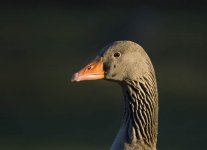 GreylagGoose2.jpg