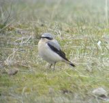 1st n wheatear06.jpg