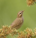 dusky warbler P5041367.jpg