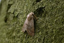 (Common) quaker.jpg