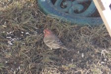 House Finch.JPG