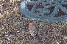 House Finch 1.JPG