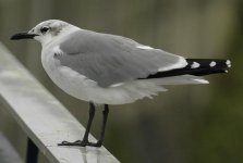 laughing gull.jpg