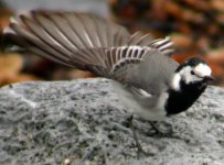 white wagtail stretching balaggan r apr 06.jpg