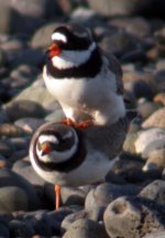 ringed plover coupling balaggan apr 06.jpg