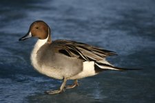 pintail.jpg