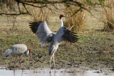 Sarus Crane thumb.jpg