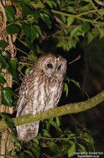 tawny owl _MG_0373 lw.jpg