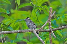 BARRED-ANTSHRIKE.jpg