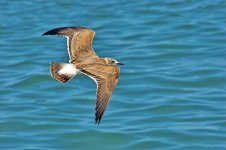 LAUGHING-GULL.jpg