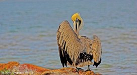 pelicano-wr.jpg