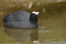 025_Coot.jpg