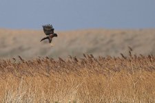 029_MArshHarrier.jpg