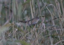 Pallas's Grasshopper Warbler 2.jpg