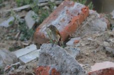 Red-flanked Bluetail.jpg