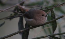 Vinous-throated Parrotbill.jpg